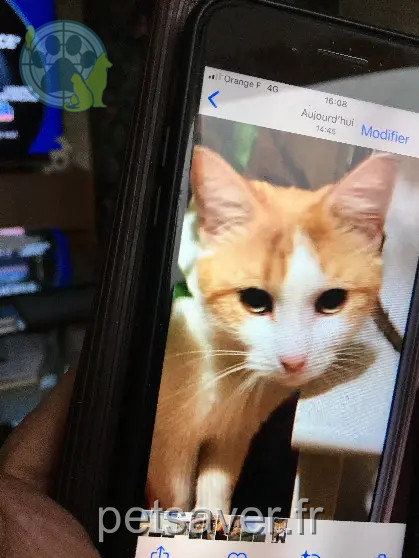 Chat Perdu 36 Indre Chat Perdu 36 Indre
