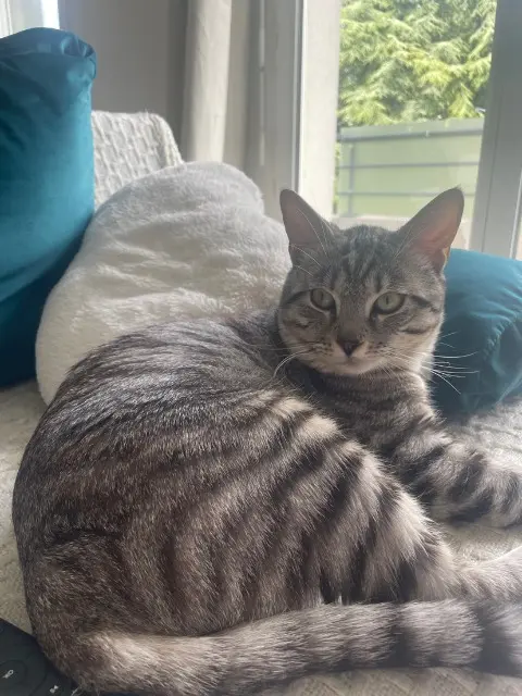 chat lost   36400 Thevet-Saint-Julien Arès