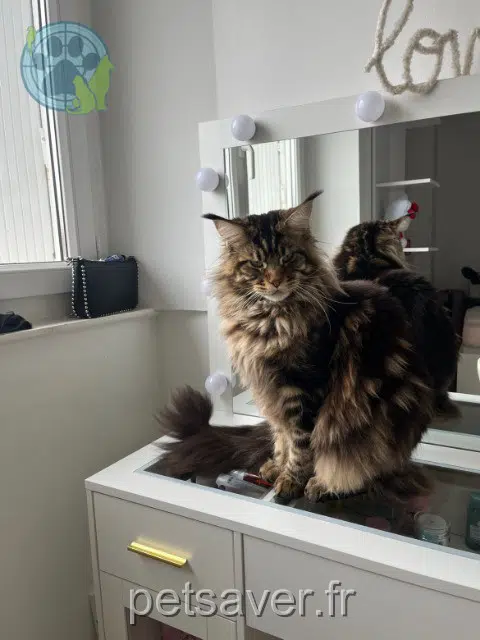 Kater lost   36230 Sarzay Atilla