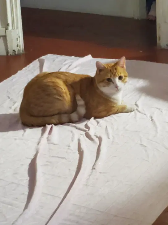 Chat Perdu 36 Indre Chat Perdu 36 Indre