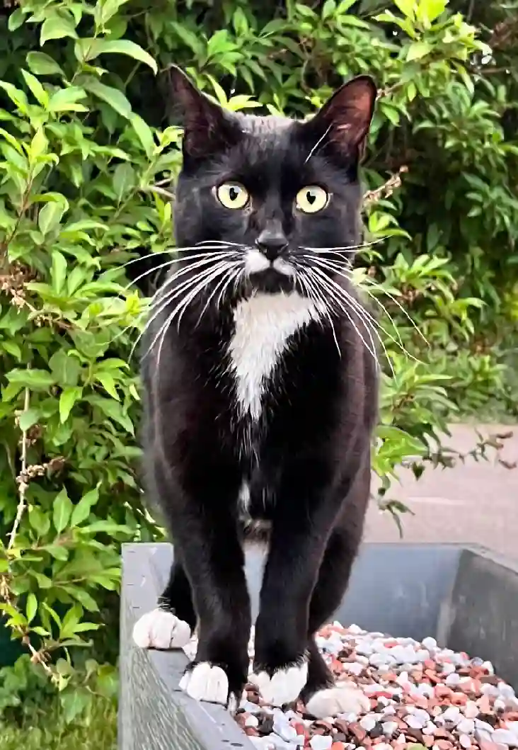 Chat Perdu 36 Indre - Baghee Chat Perdu 36 Indre - Baghee