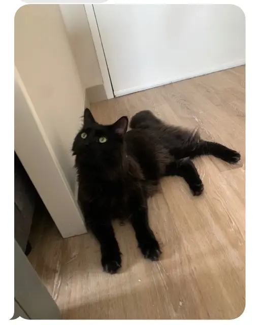 chat lost   36000 Châteauroux Baloo