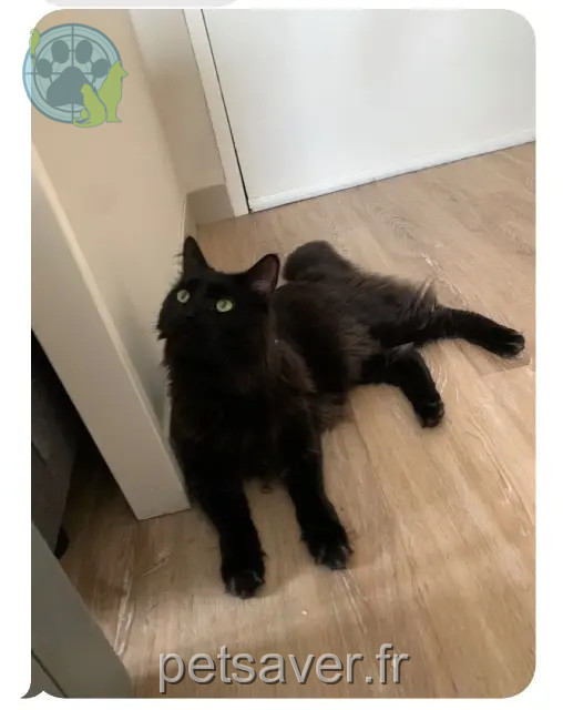 kater vermist 36000 Châteauroux Baloo kater lost 36000 Châteauroux Baloo