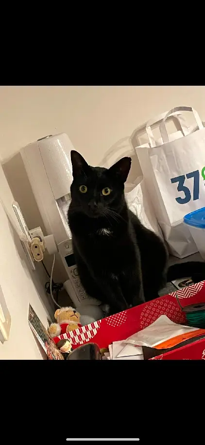 Chat Perdu 36 Indre - Black Chat Perdu 36 Indre - Black