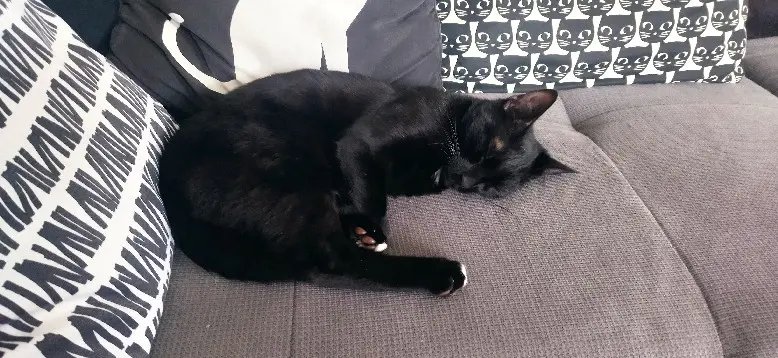 Chat Perdu 36 Indre Chat Perdu 36 Indre
