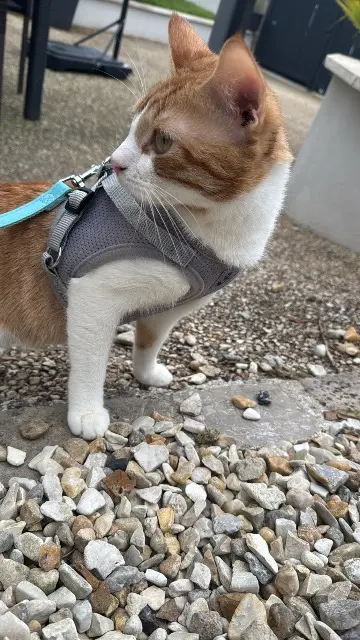 chat lost   36500 Buzançais Cesar