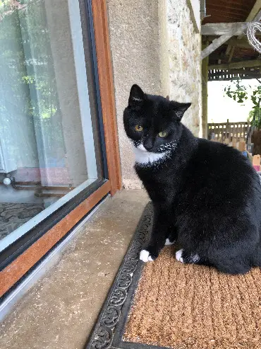 Chat Perdu 36 Indre - Chaussette Chat Perdu 36 Indre - Chaussette