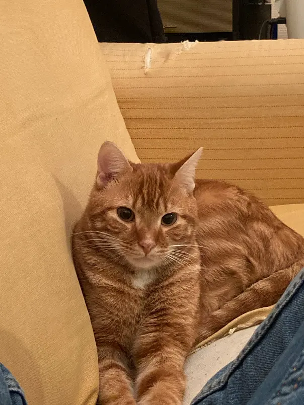 Chat Perdu 36 Indre - Chouffe Chat Perdu 36 Indre - Chouffe