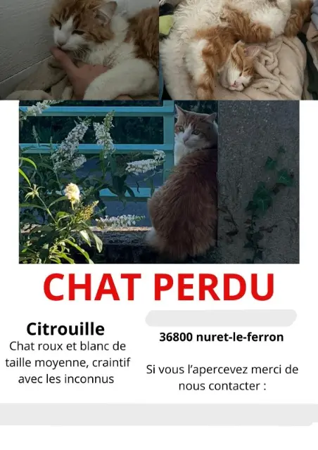 chat lost   36800 Nuret-le-Ferron Citrouille
