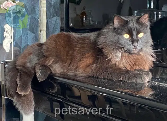 chat lost   36000 Châteauroux Cookie
