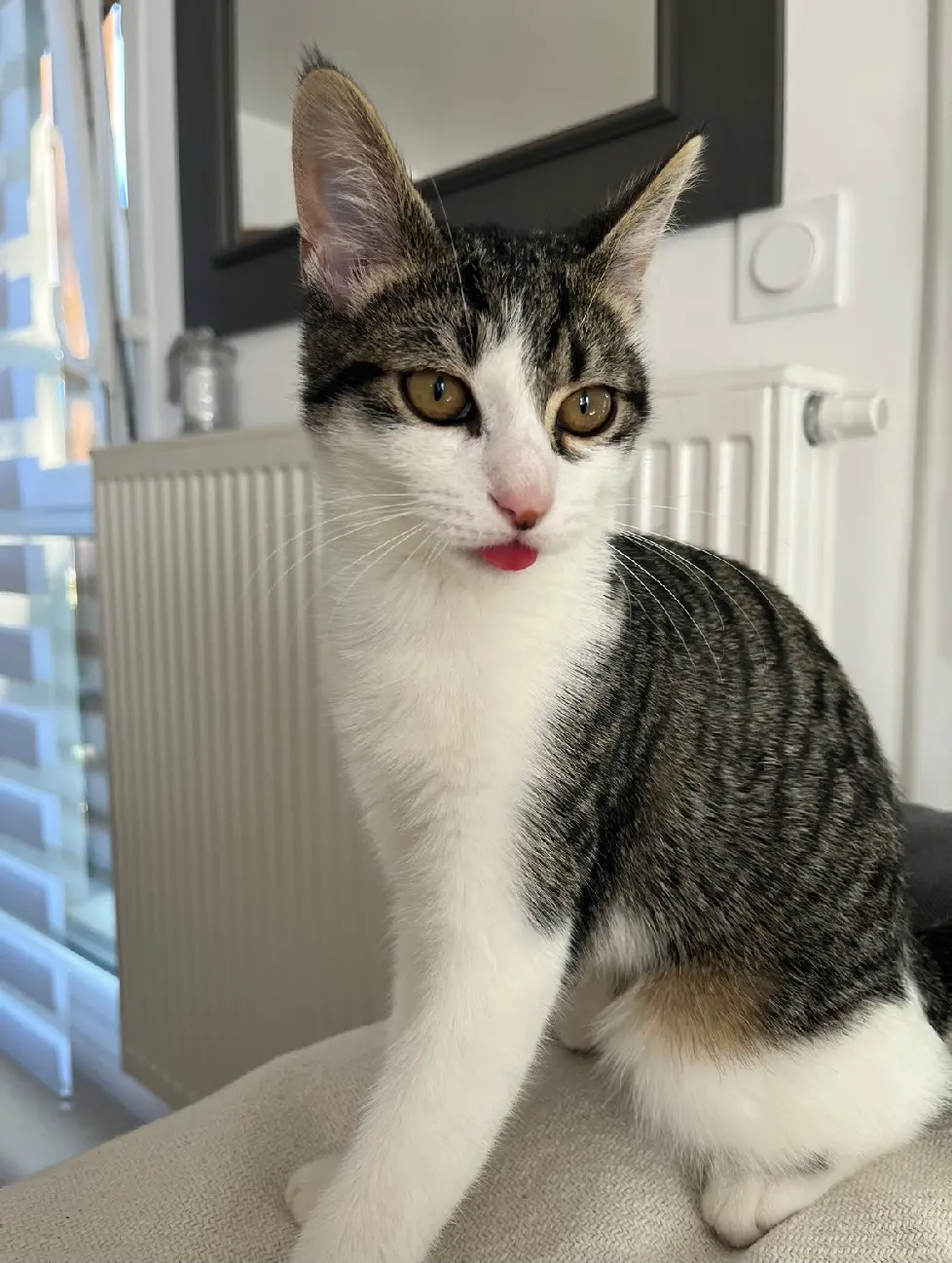 Chat Perdu 36 Indre Chat Perdu 36 Indre