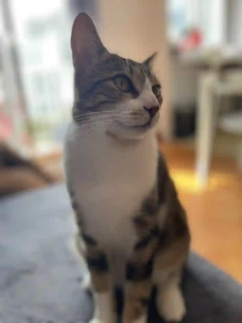 Chat Perdu 36 Indre Chat Perdu 36 Indre