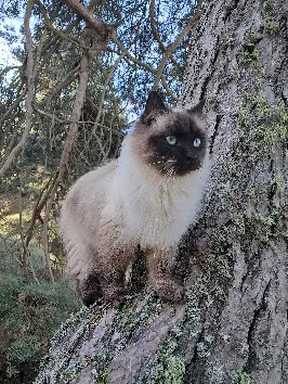 Chat Perdu 36 Indre - Elidja Chat Perdu 36 Indre - Elidja