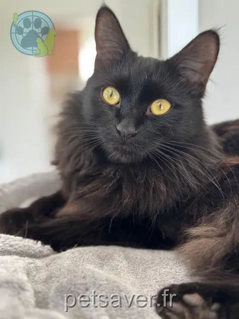 chat lost 36100 Neuvy-Pailloux Ferdinand