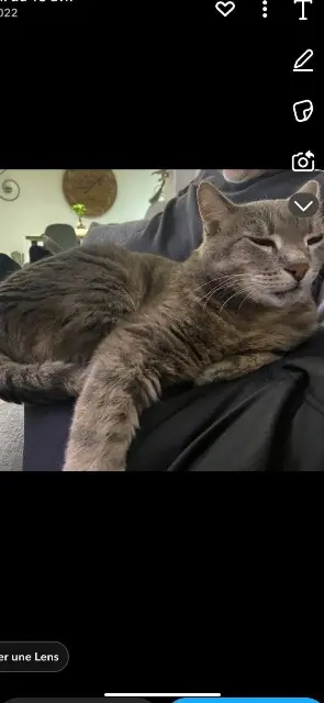 chat lost   36100 Neuvy-Pailloux Filou