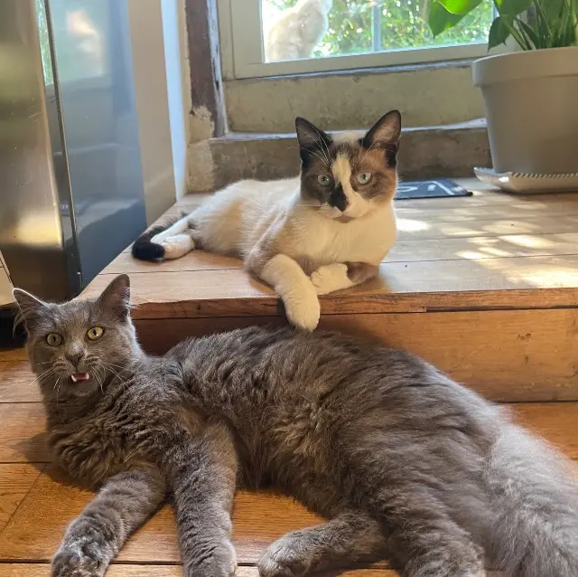 chat lost   36400 La Châtre Flocon