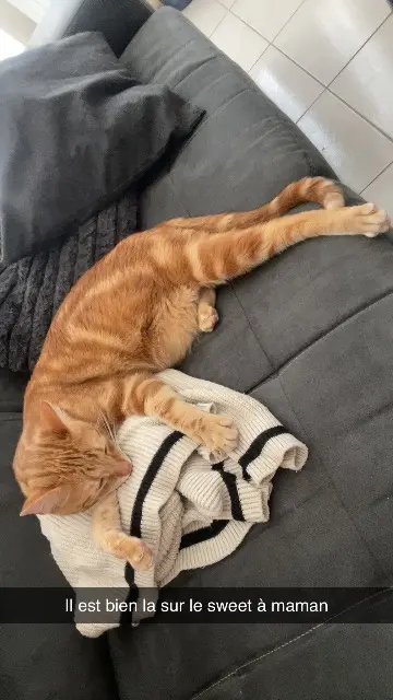 chat lost   36000 Châteauroux Fox