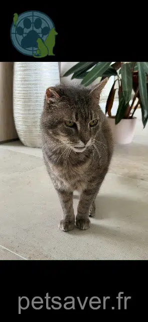 gatto lost 36130 Déols Francis