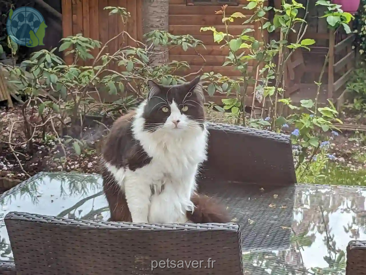 Chat Perdu 36 Indre - Fripouille Chat Perdu 36 Indre - Fripouille