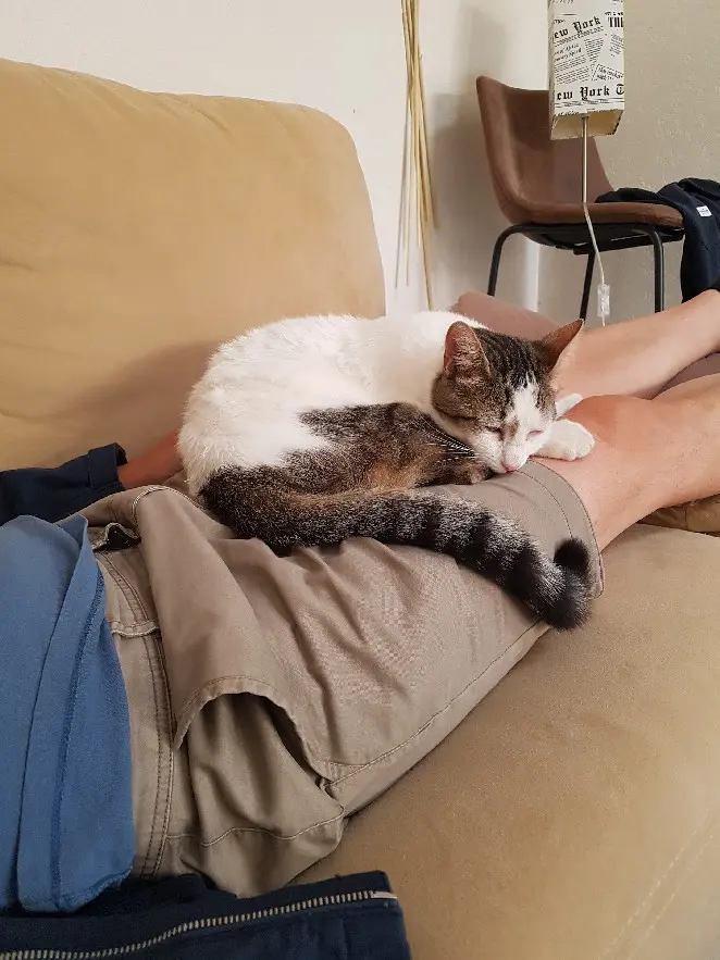 Chat Perdu 36 Indre Chat Perdu 36 Indre