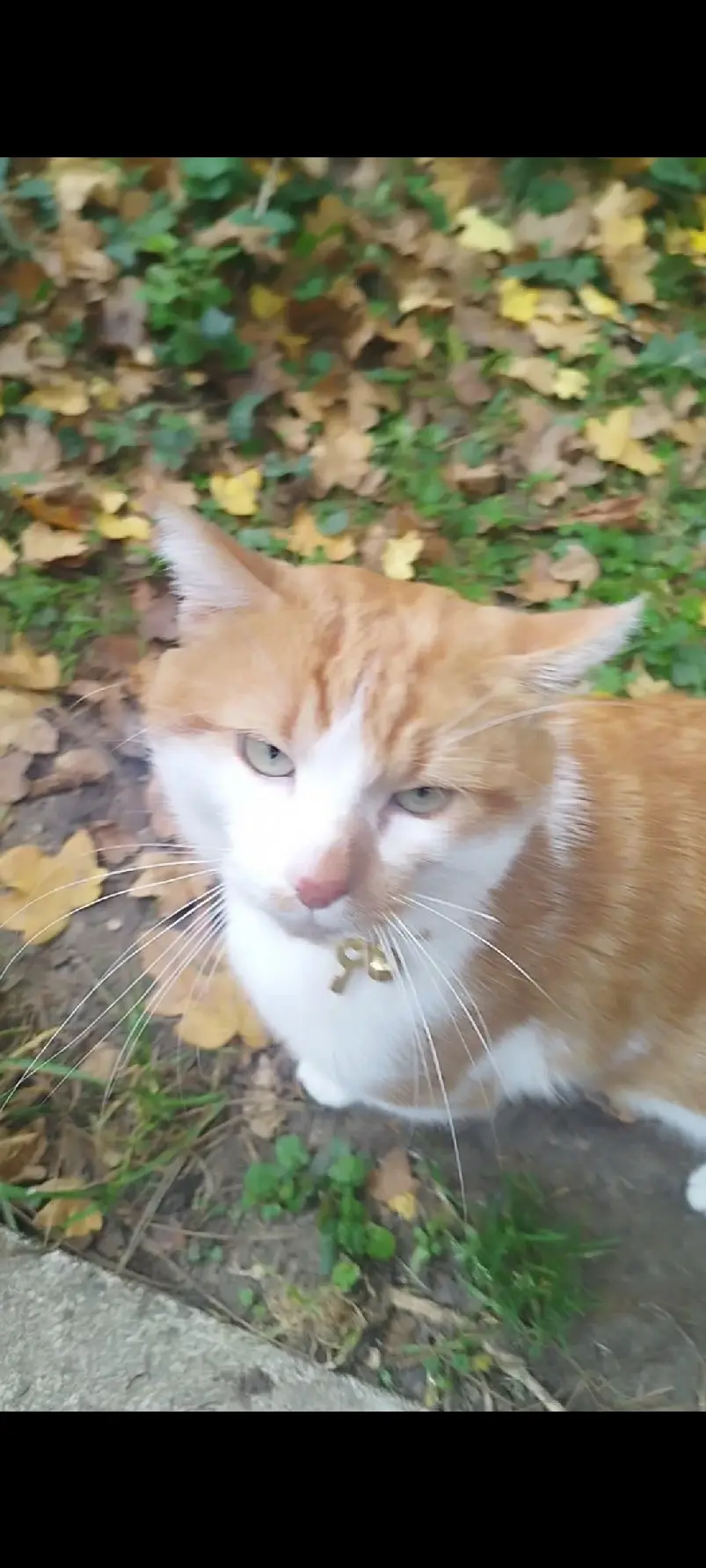 Chat Perdu 36 Indre - Garfield