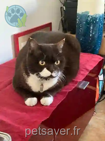 Chat Perdu 36 Indre - Garou Chat Perdu 36 Indre - Garou