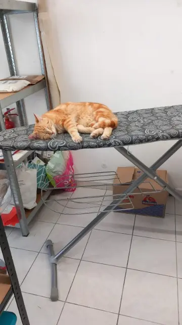 chat lost   36220 Martizay Gokou