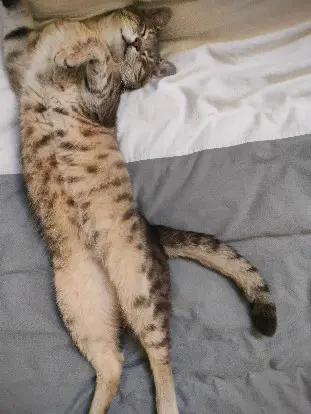 Chat Perdu 36 Indre - Haku Chat Perdu 36 Indre - Haku