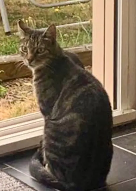chat lost   36160 Pouligny-Notre-Dame Hercule