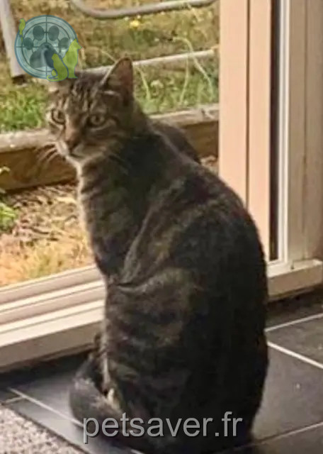 Kater vermisst 36160 Pouligny-Notre-Dame Hercule Kater lost 36160 Pouligny-Notre-Dame Hercule