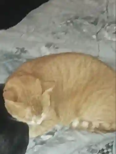 Chat Perdu 36 Indre Chat Perdu 36 Indre