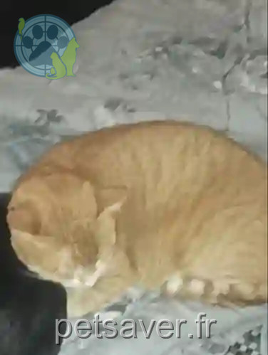 Chat Perdu 36 Indre Chat Perdu 36 Indre