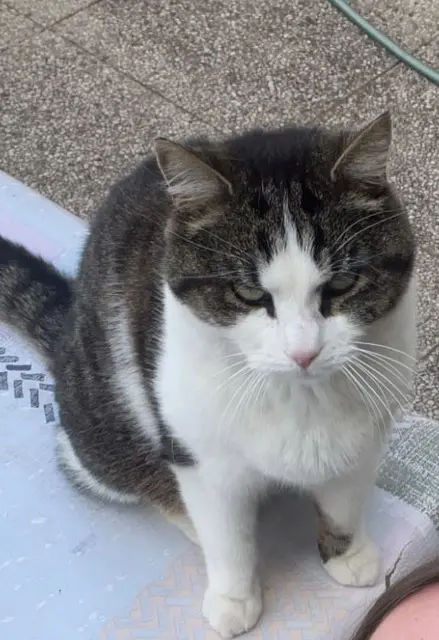 chat lost   36190 Saint-Plantaire IAGO