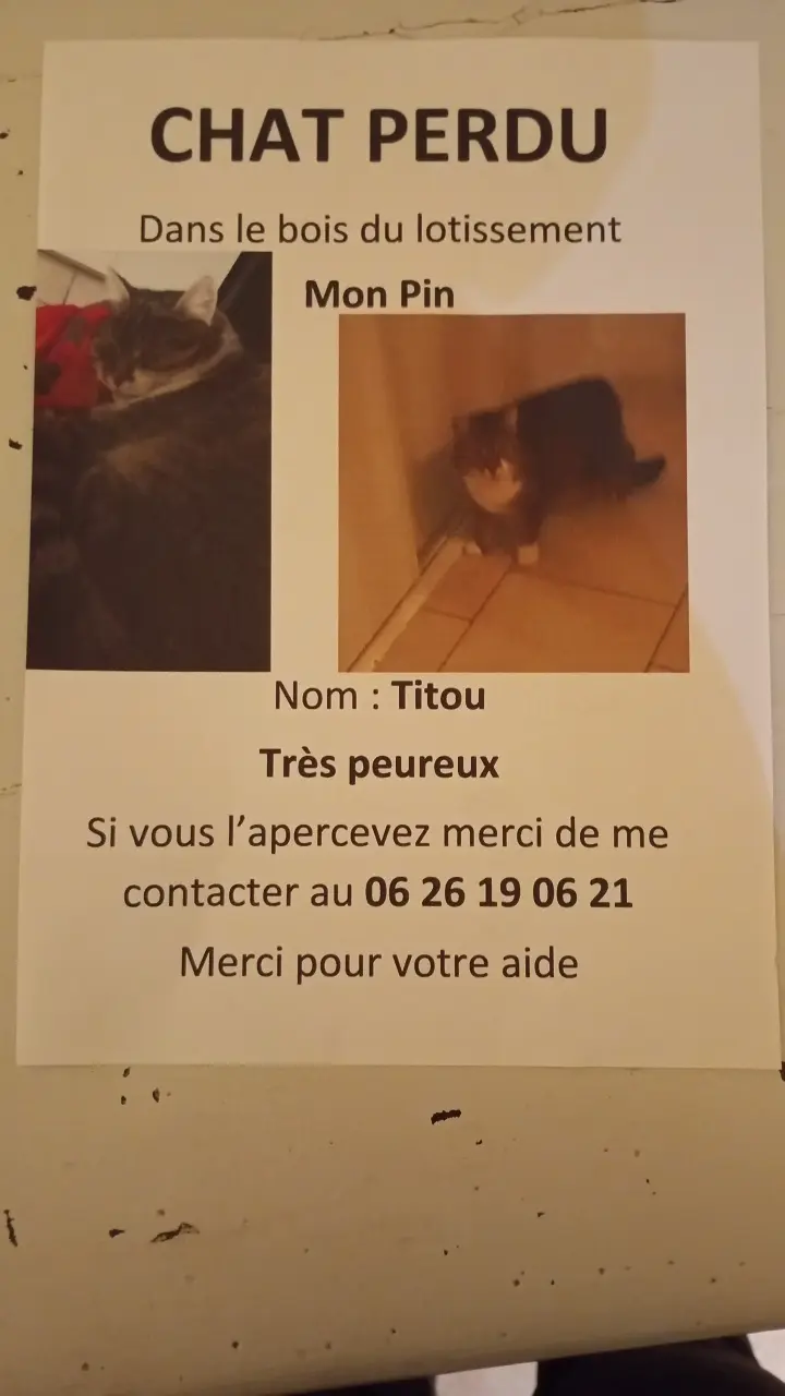 gato perdido D 51 36230 Sarzay gato lost D 51 36230 Sarzay