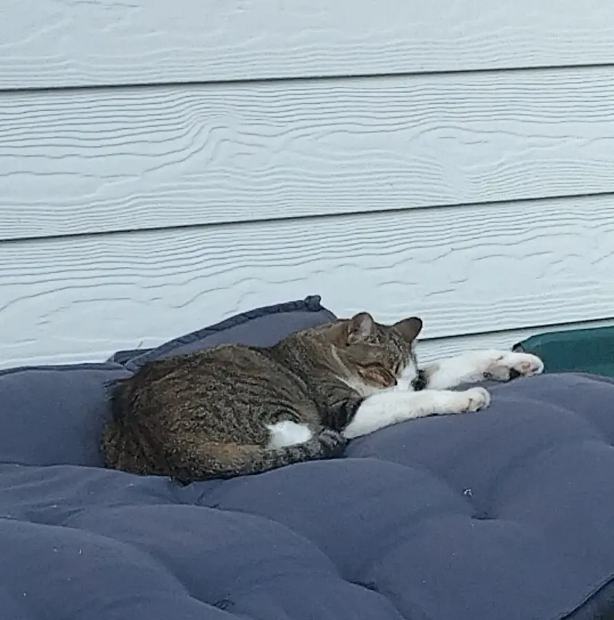 Chat Perdu 36 Indre Chat Perdu 36 Indre