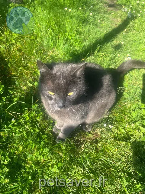 chat lost 36100 Issoudun Jasper
