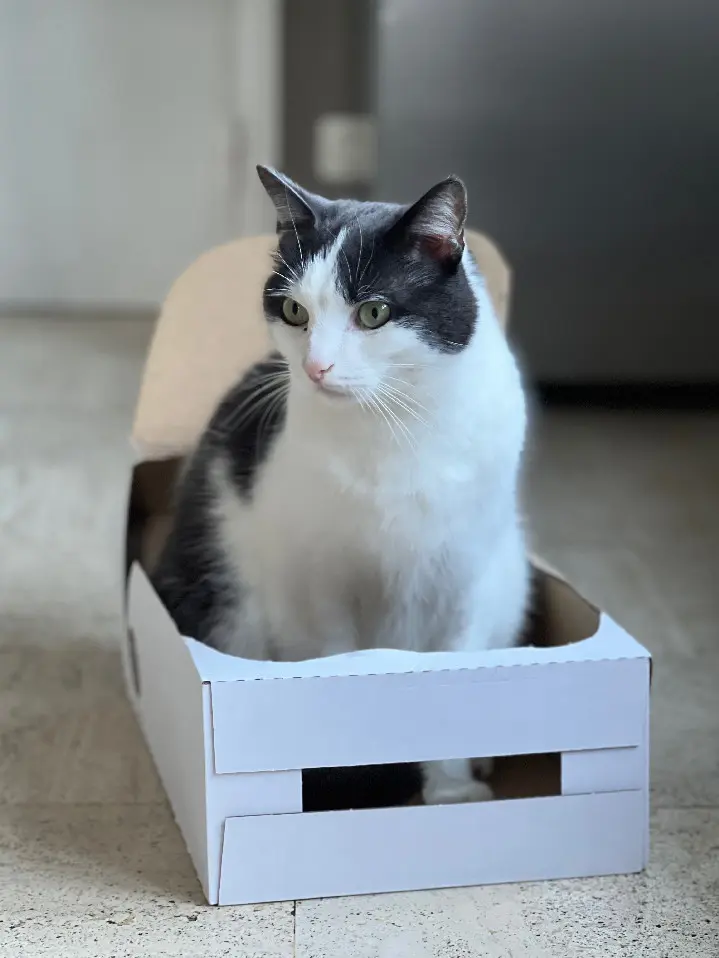 Chat Perdu 36 Indre Chat Perdu 36 Indre