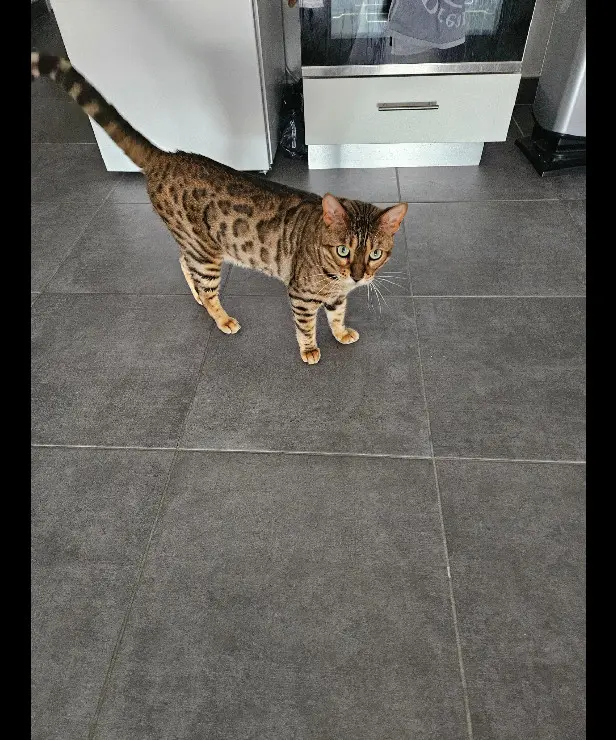 Chat Perdu 36 Indre Chat Perdu 36 Indre