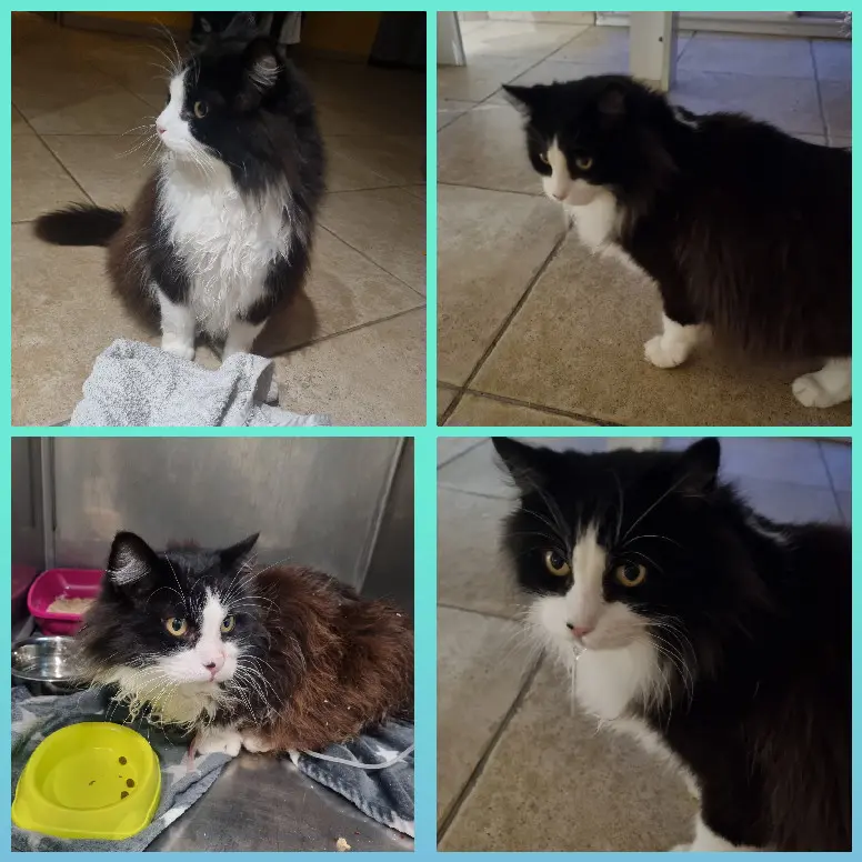 Chat Perdu 36 Indre - Jewel Chat Perdu 36 Indre - Jewel