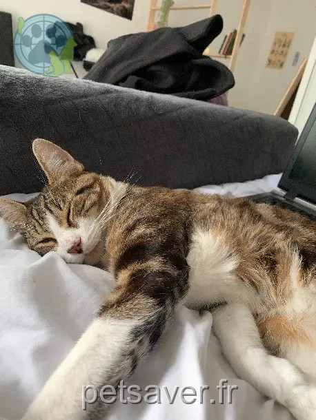 Chat Perdu 36 Indre Chat Perdu 36 Indre