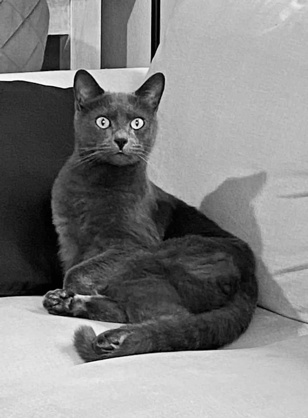 Chat Perdu 36 Indre Chat Perdu 36 Indre