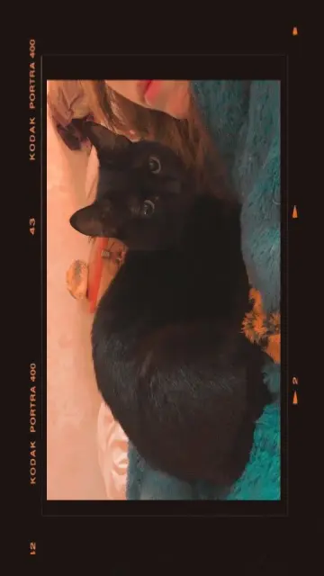 chat lost   36300 Le Blanc Kitkat