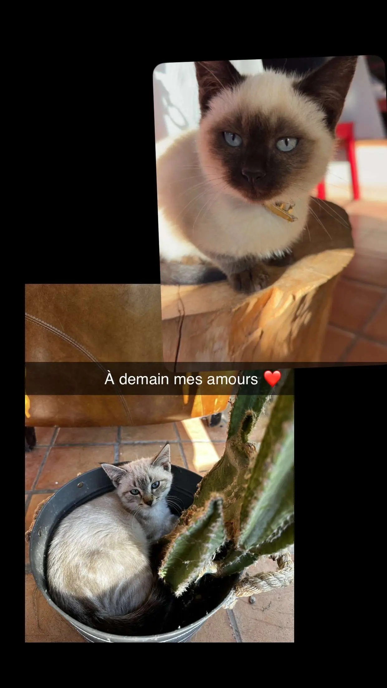 Chat Perdu 36 Indre - Koda-et-azur Chat Perdu 36 Indre - Koda-et-azur