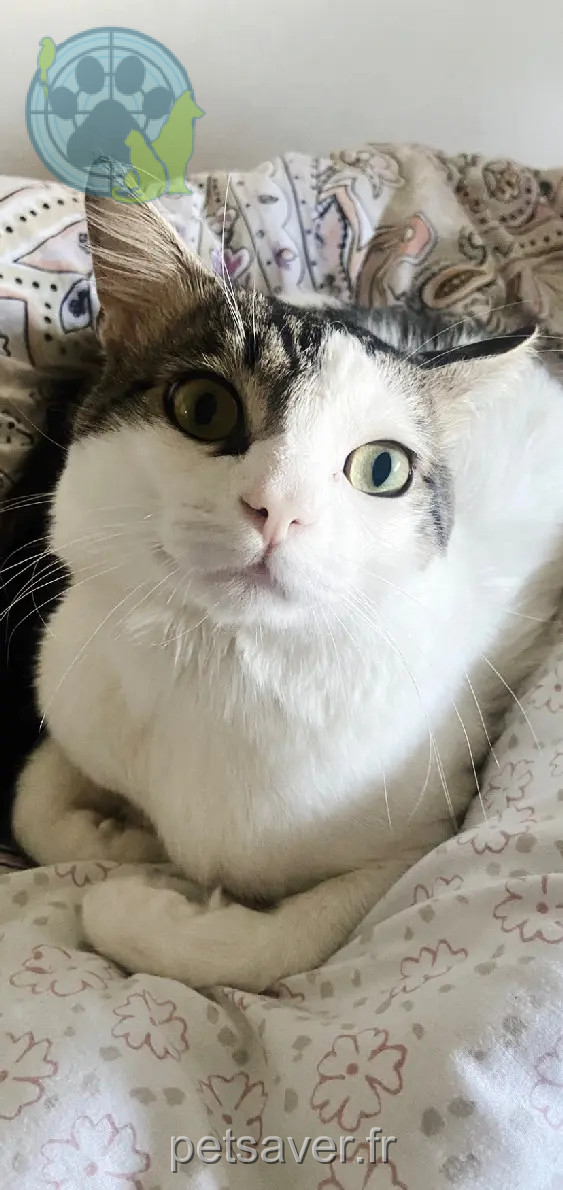 Kater vermisst D 51 36230 Sarzay Labé Kater lost D 51 36230 Sarzay Labé