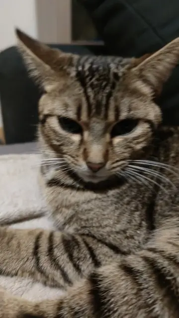 chat lost   36500 Buzançais Linéo