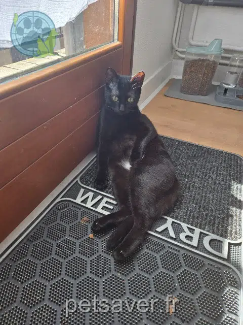 chat lost   36000 Châteauroux Louguy