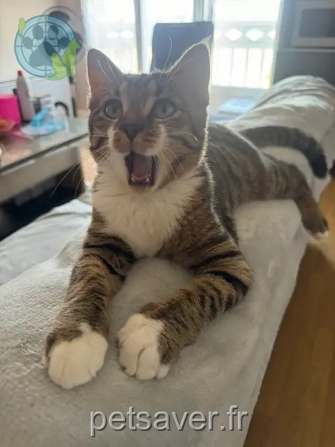 cat lost 36000 Châteauroux Louki cat lost 36000 Châteauroux Louki