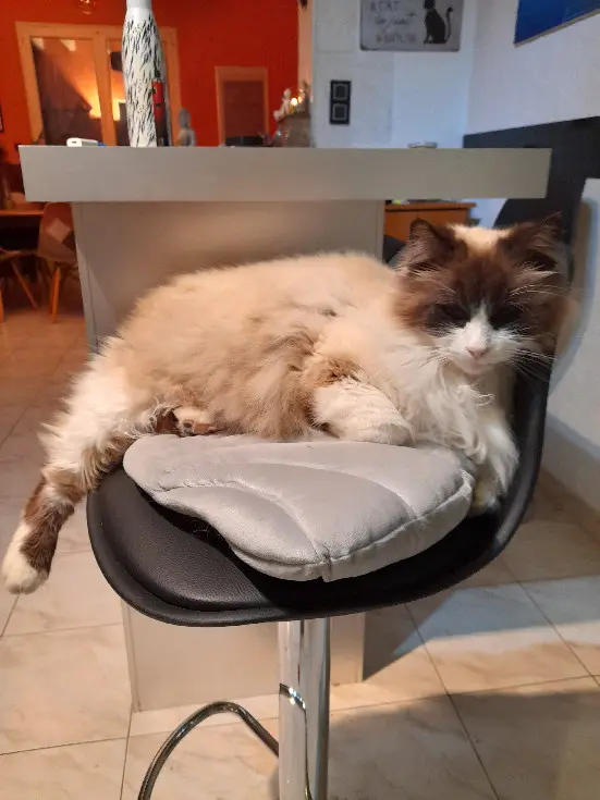 Chat Perdu 36 Indre - Loulou Chat Perdu 36 Indre - Loulou
