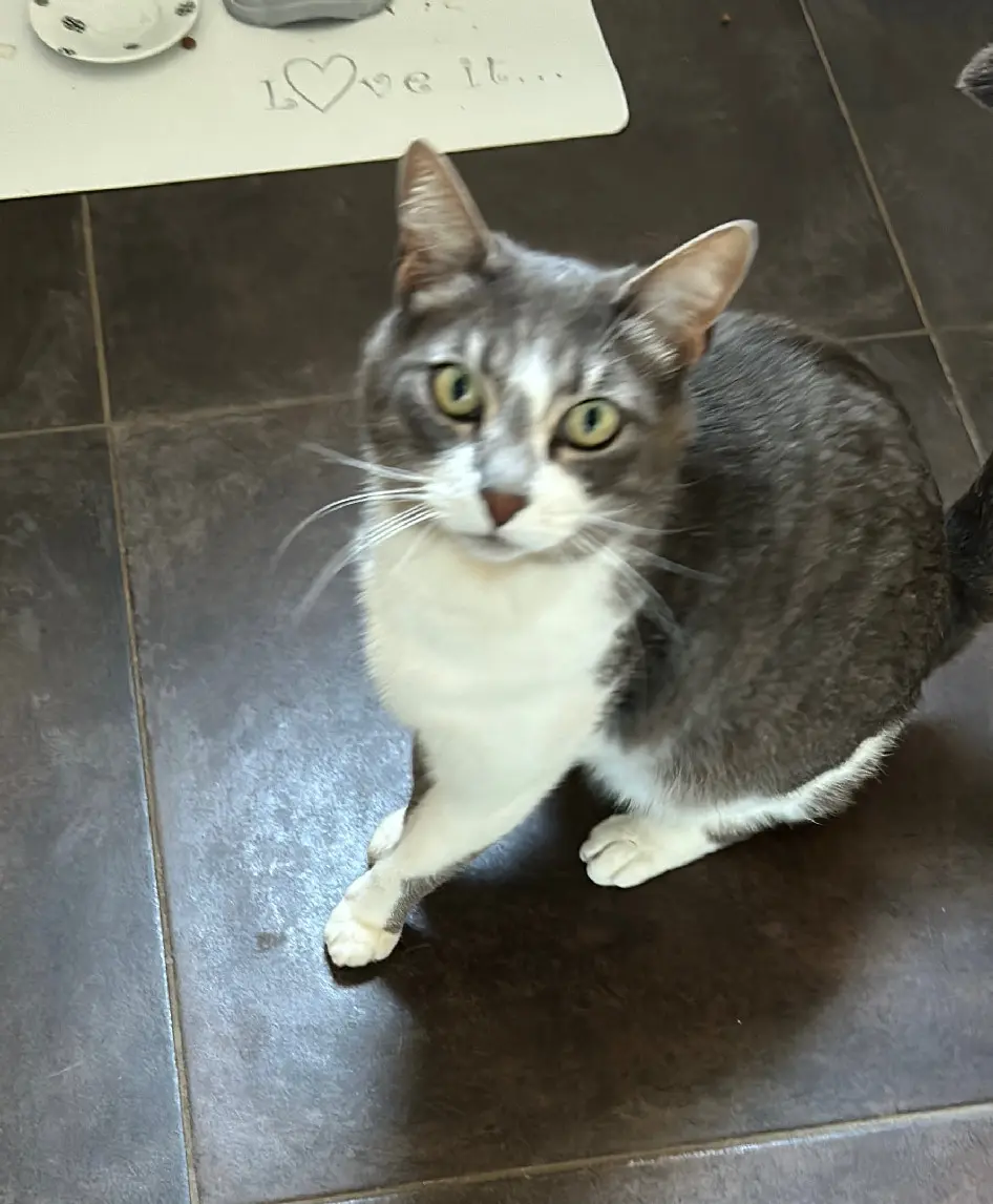 Chat Perdu 36 Indre - Loulou Chat Perdu 36 Indre - Loulou