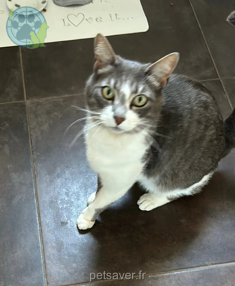 Chat Perdu 36 Indre - Loulou Chat Perdu 36 Indre - Loulou